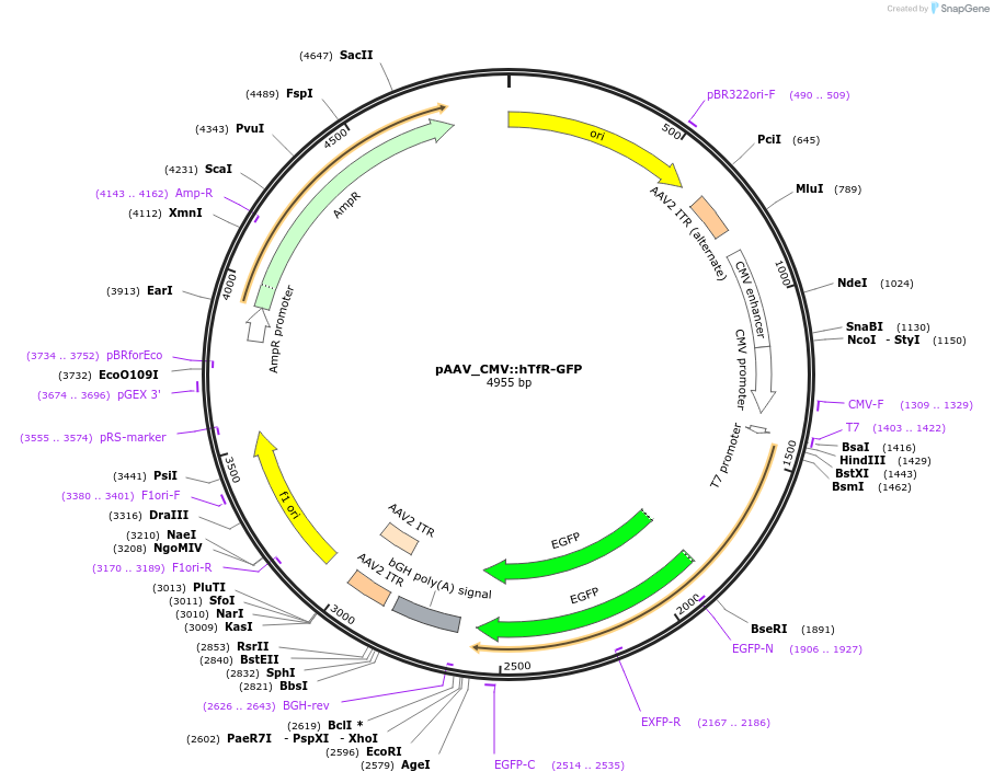 199714-plasmid-map-sequence-id-391335