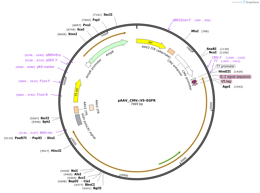 199717-plasmid-map-sequence-id-391336