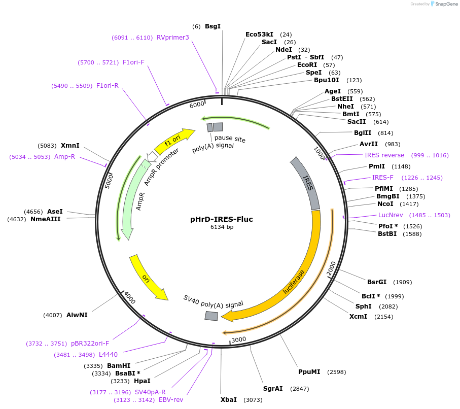 194250-plasmid-map-sequence-id-391338