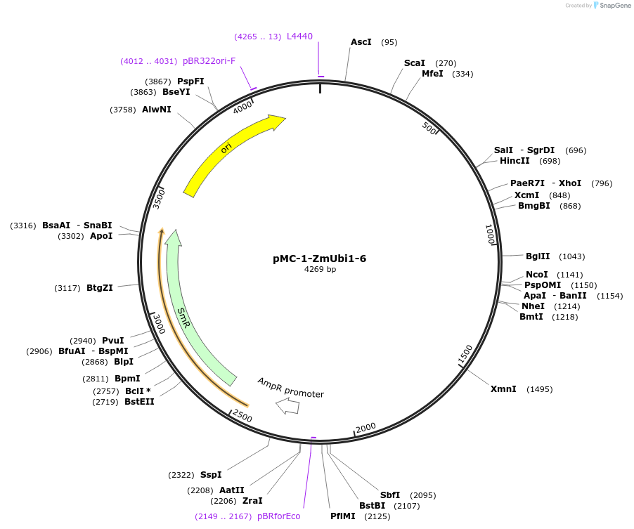 197714-plasmid-map-sequence-id-391366
