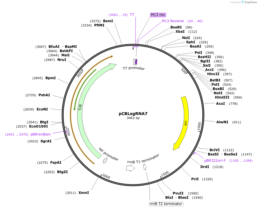 199733-plasmid-map-sequence-id-391370