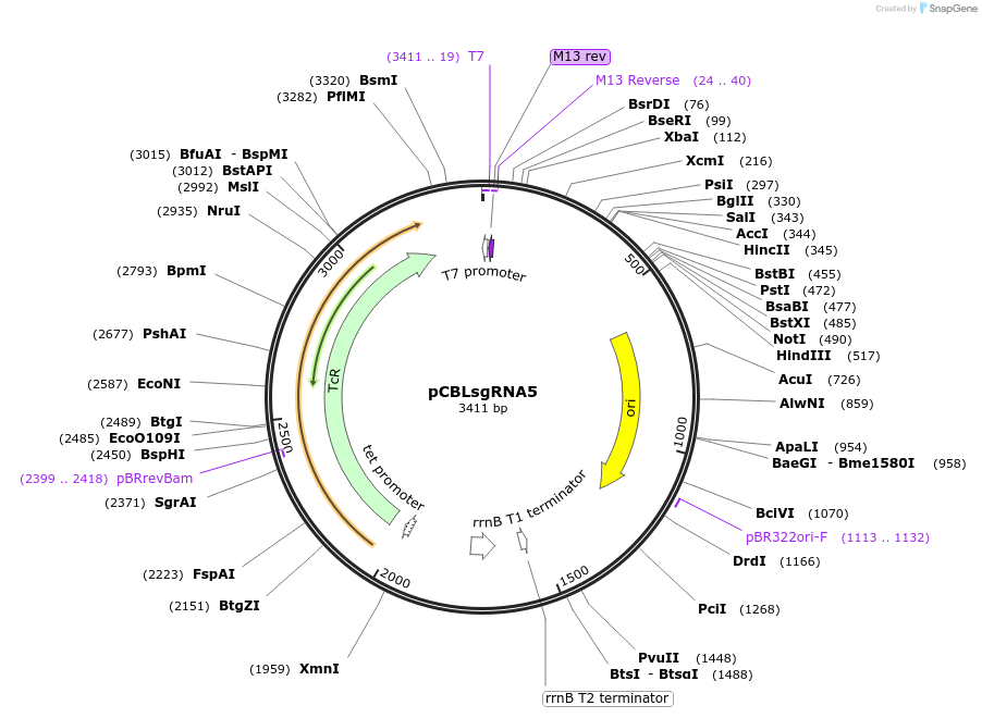 199731-plasmid-map-sequence-id-391371
