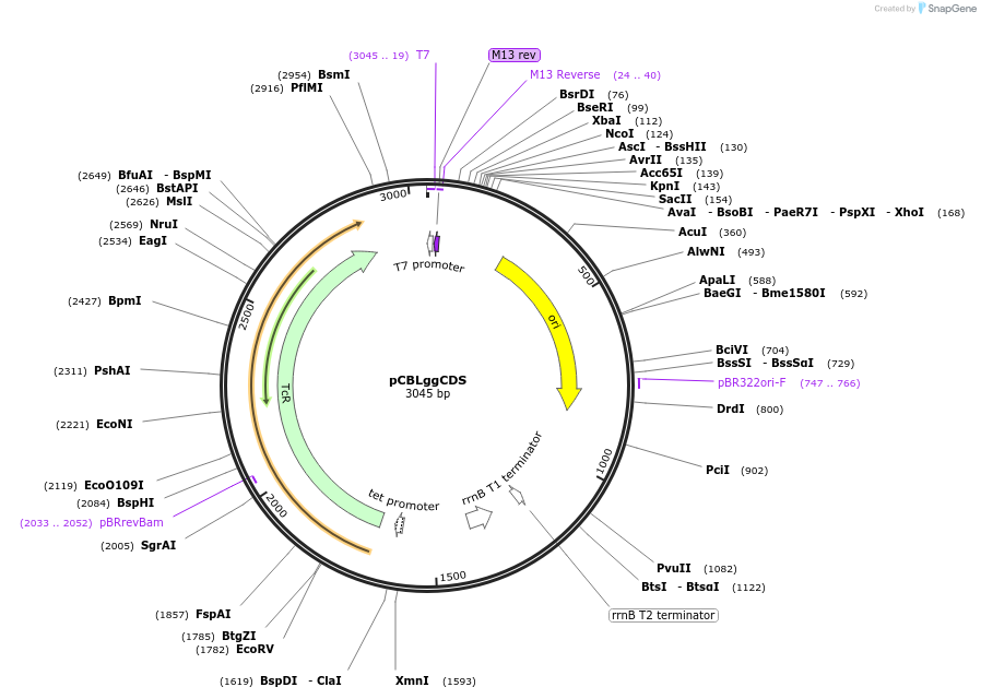 199737-plasmid-map-sequence-id-391372
