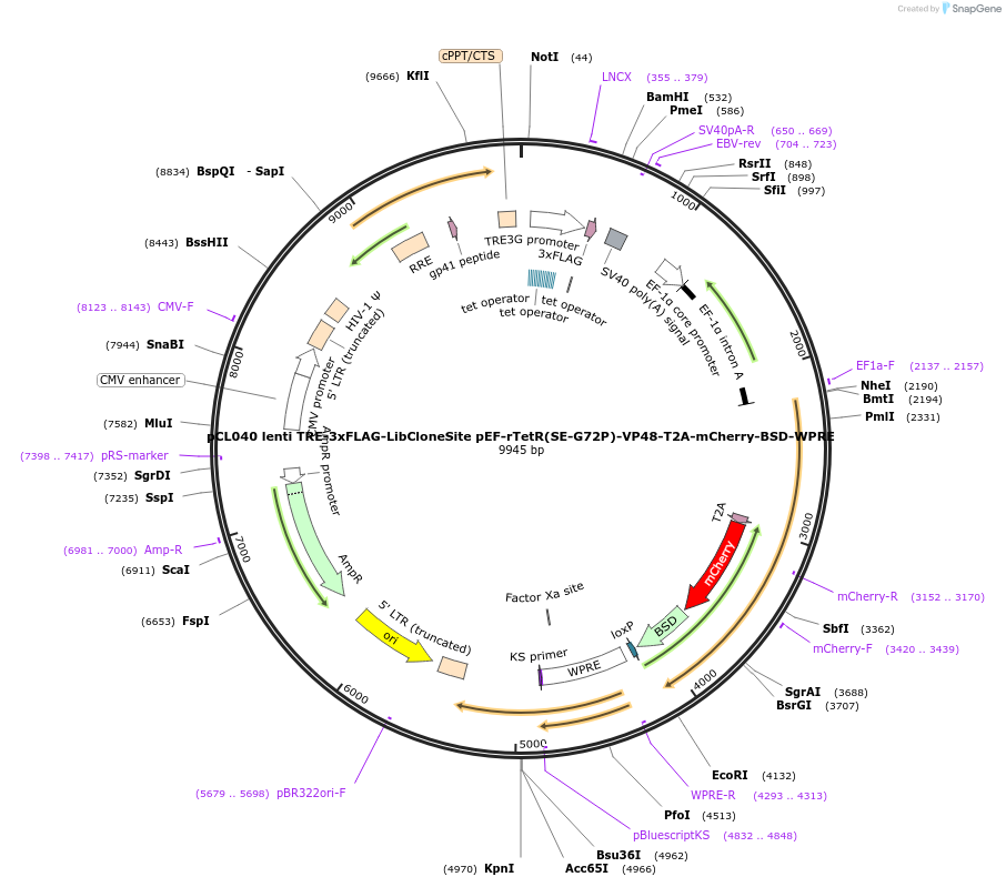198054-plasmid-map-sequence-id-391373