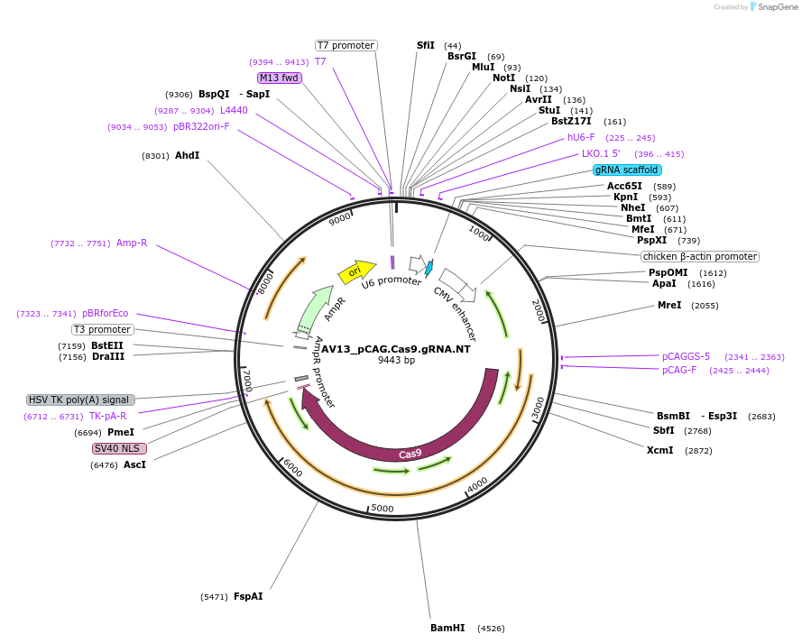 199260-plasmid-map-sequence-id-391374