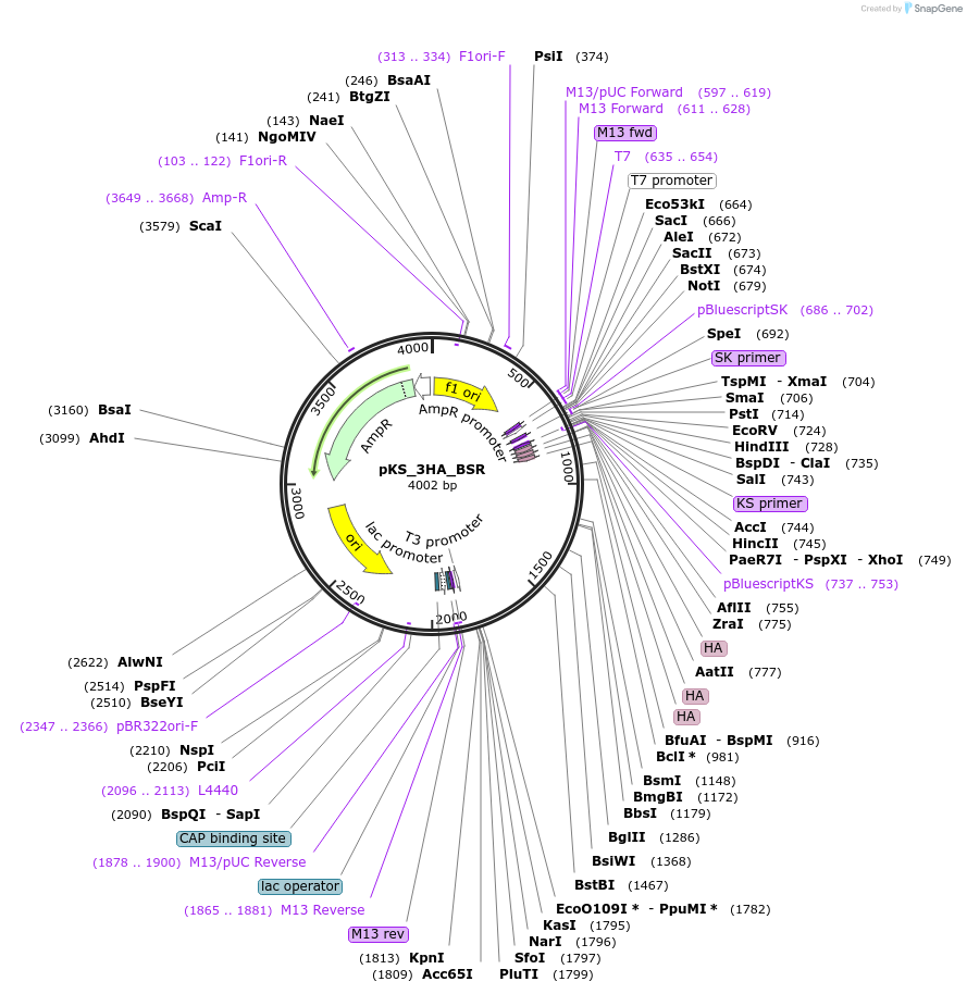122567-plasmid-map-sequence-id-391379