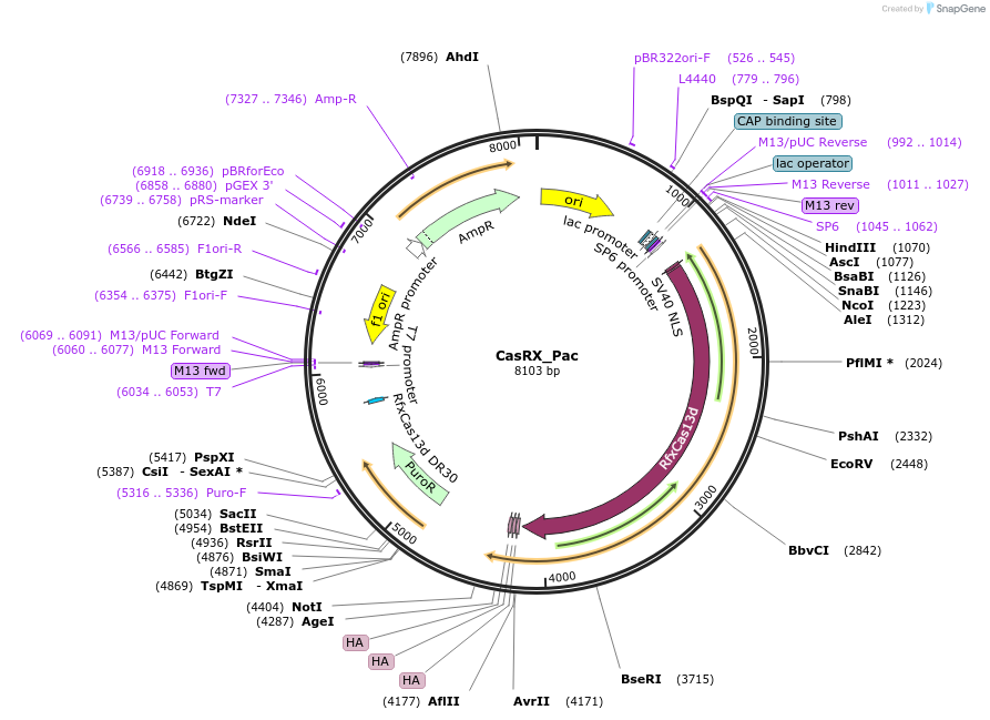 194803-plasmid-map-sequence-id-391382