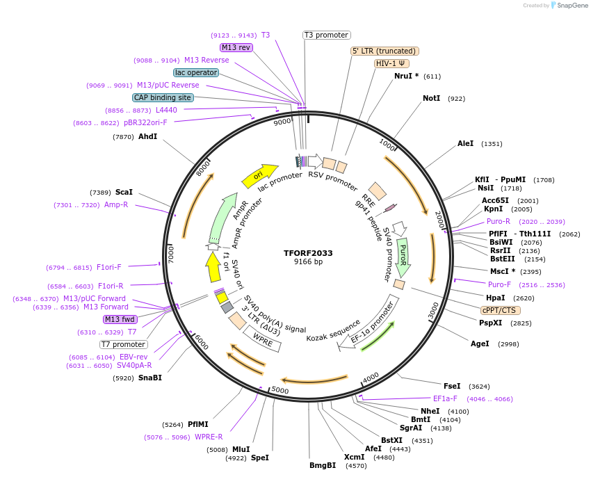 143567-plasmid-map-sequence-id-391399