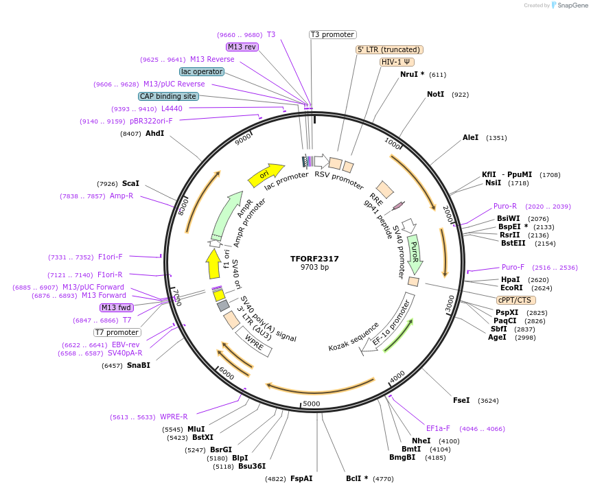 144009-plasmid-map-sequence-id-391401