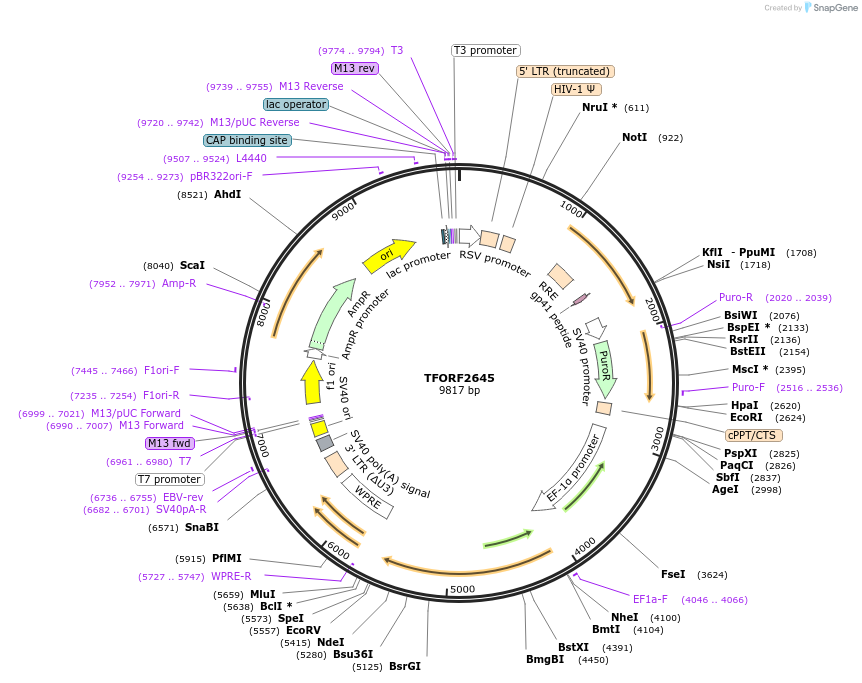 144056-plasmid-map-sequence-id-391403