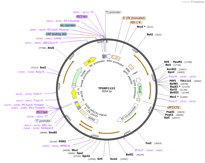143773-plasmid-map-sequence-id-391408