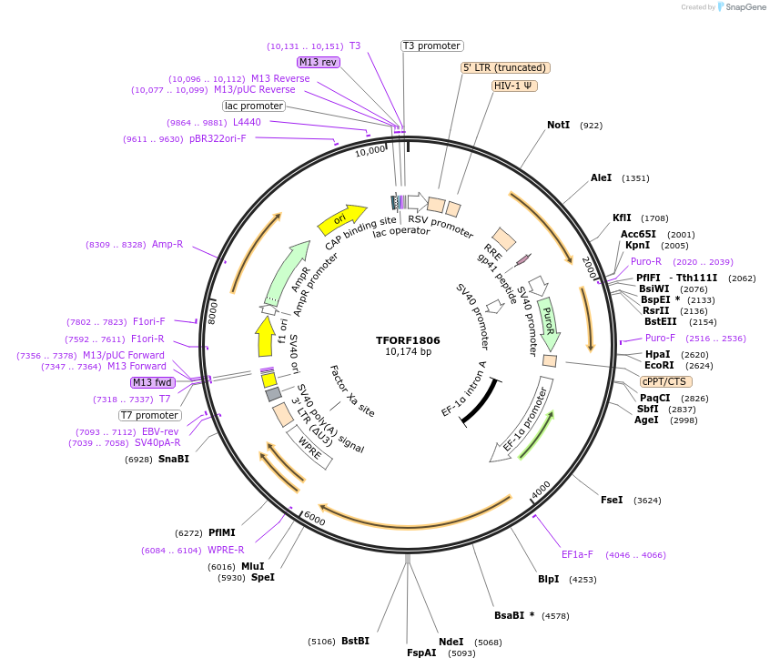 143319-plasmid-map-sequence-id-391413