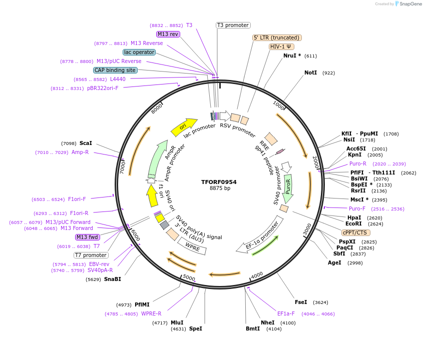 141764-plasmid-map-sequence-id-391419
