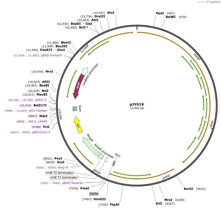 32999-plasmid-map-sequence-id-39142