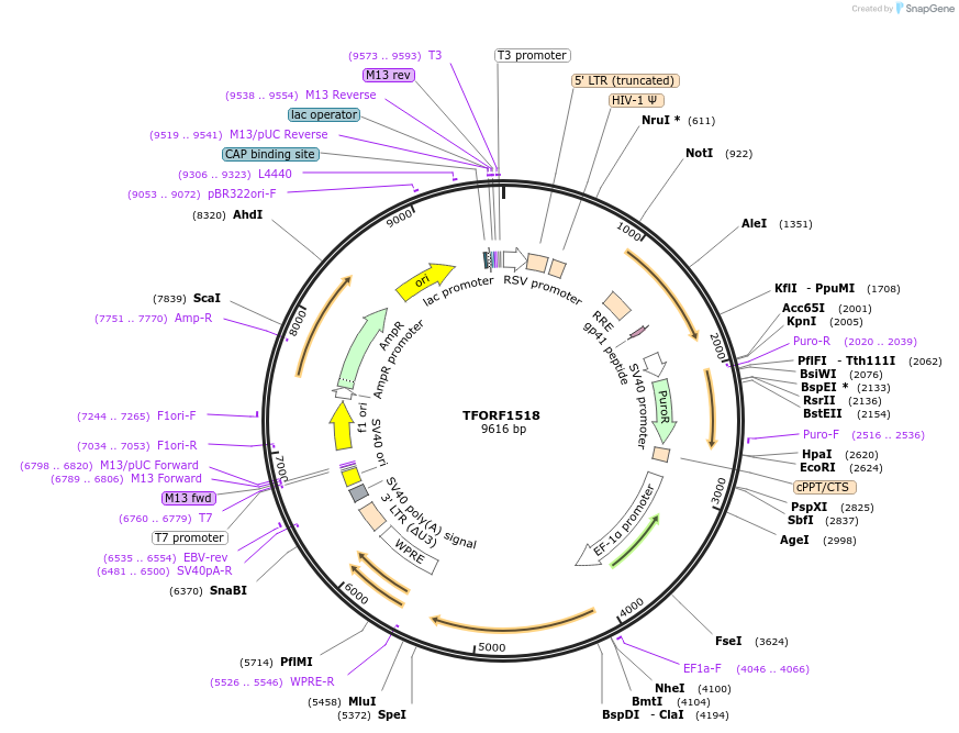 141832-plasmid-map-sequence-id-391426