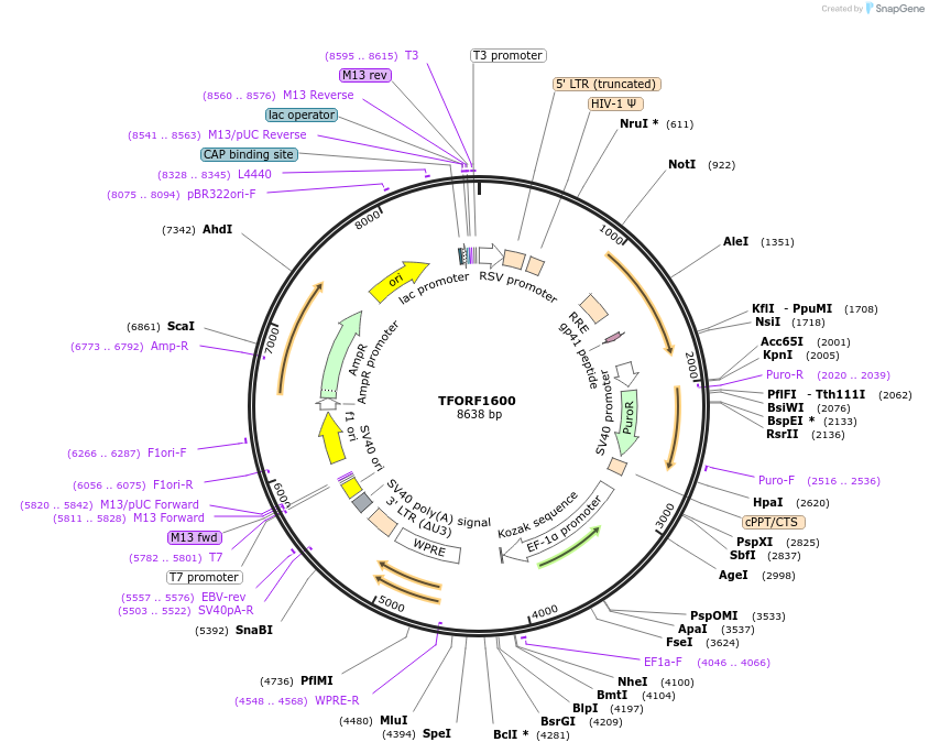141846-plasmid-map-sequence-id-391428