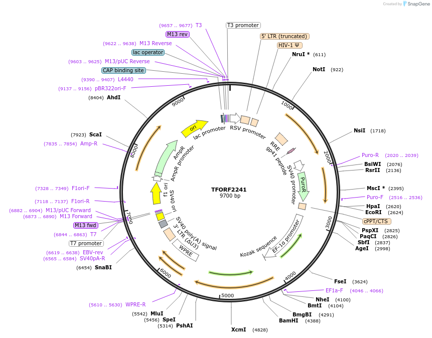 141985-plasmid-map-sequence-id-391434