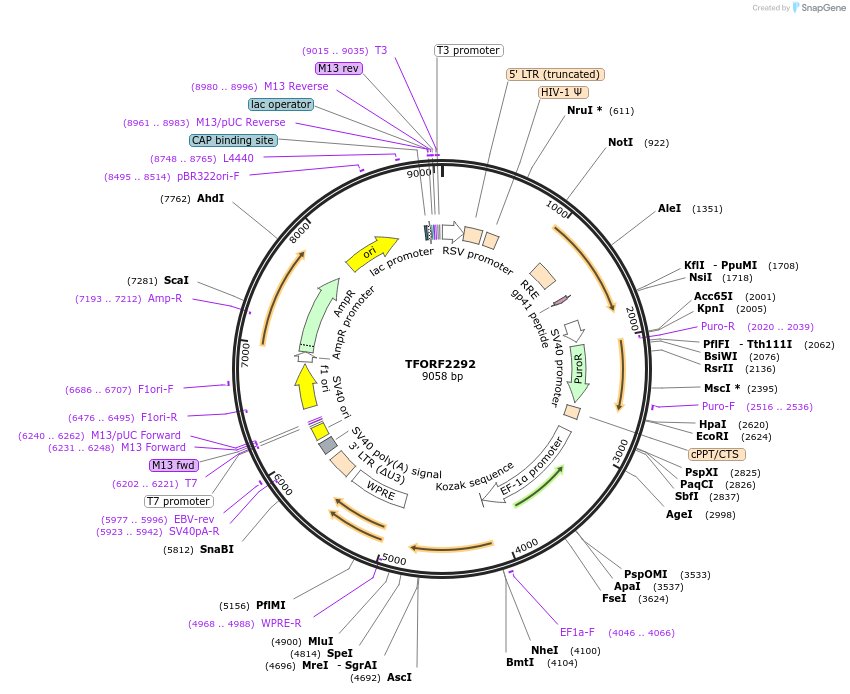 142012-plasmid-map-sequence-id-391436