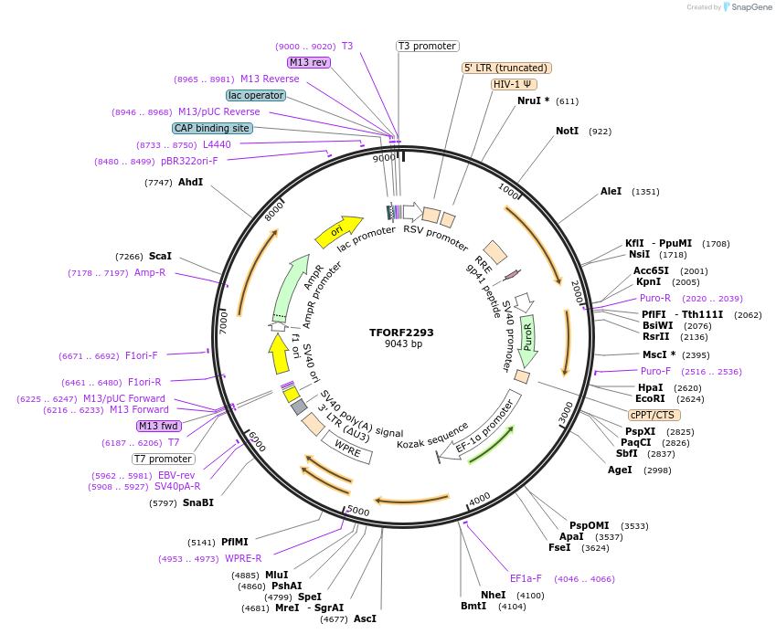 142013-plasmid-map-sequence-id-391437