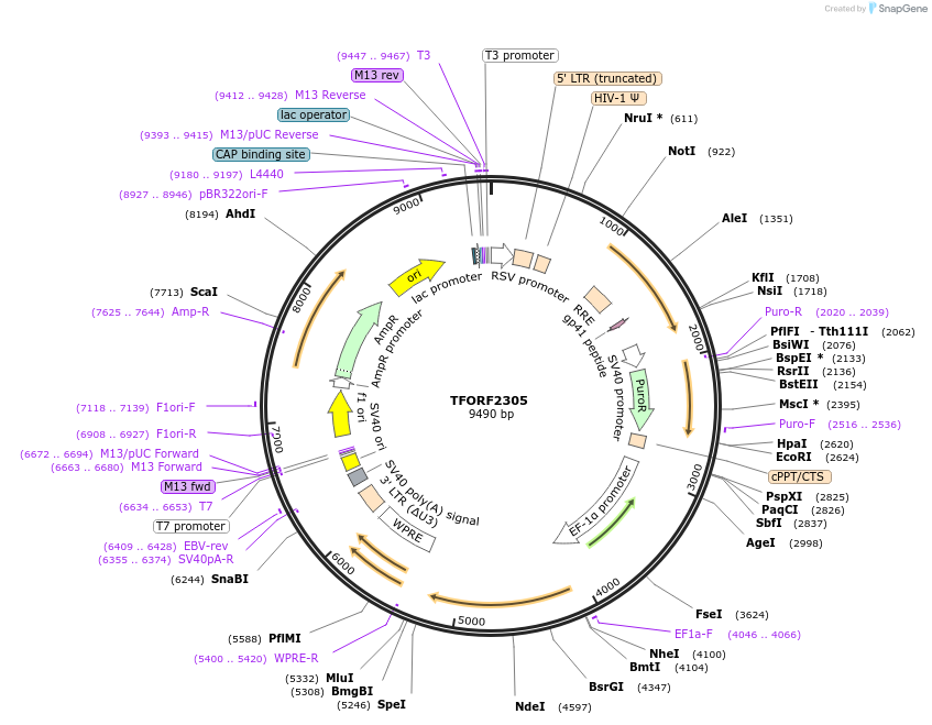 142021-plasmid-map-sequence-id-391438