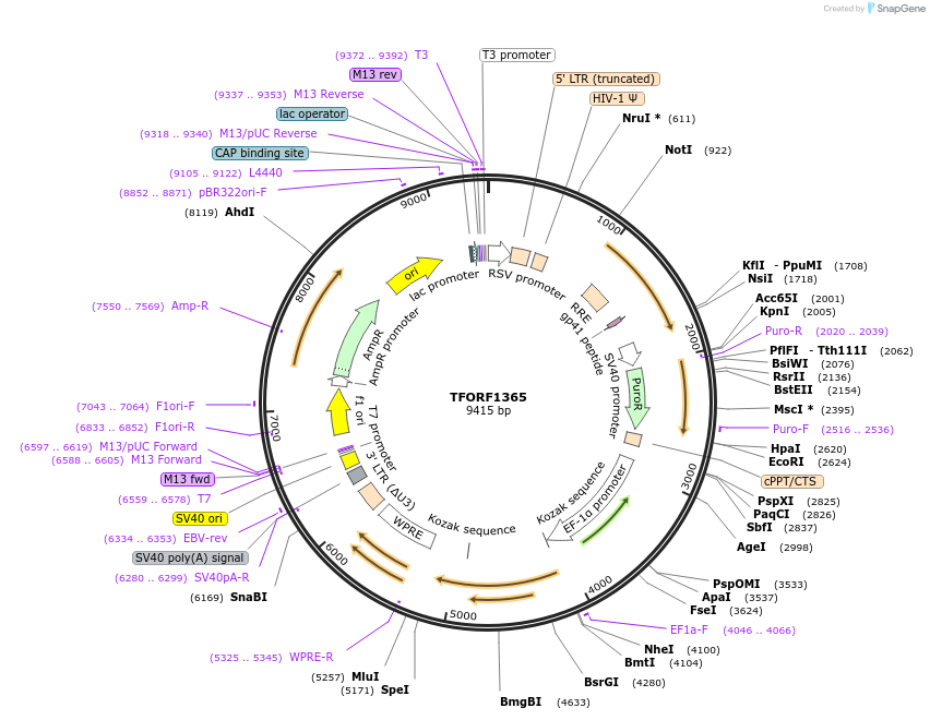 142382-plasmid-map-sequence-id-391444