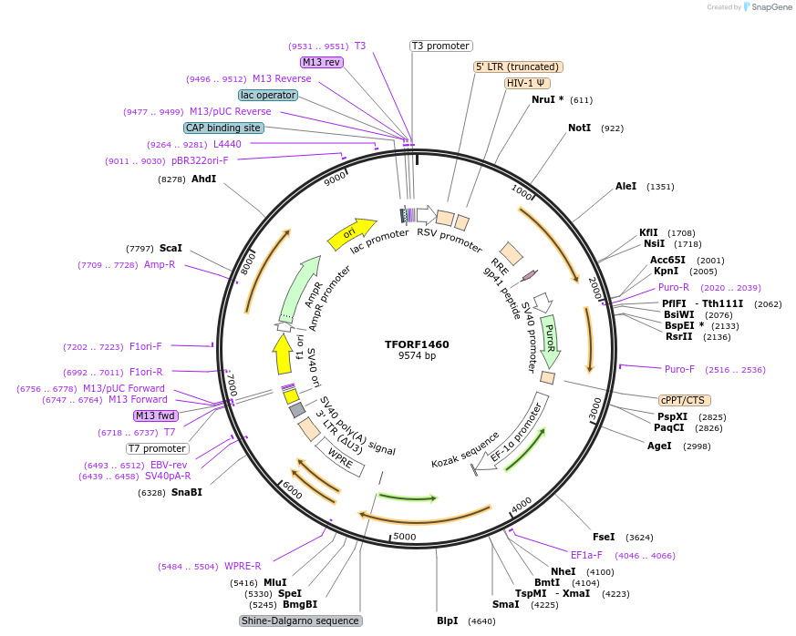 142391-plasmid-map-sequence-id-391446