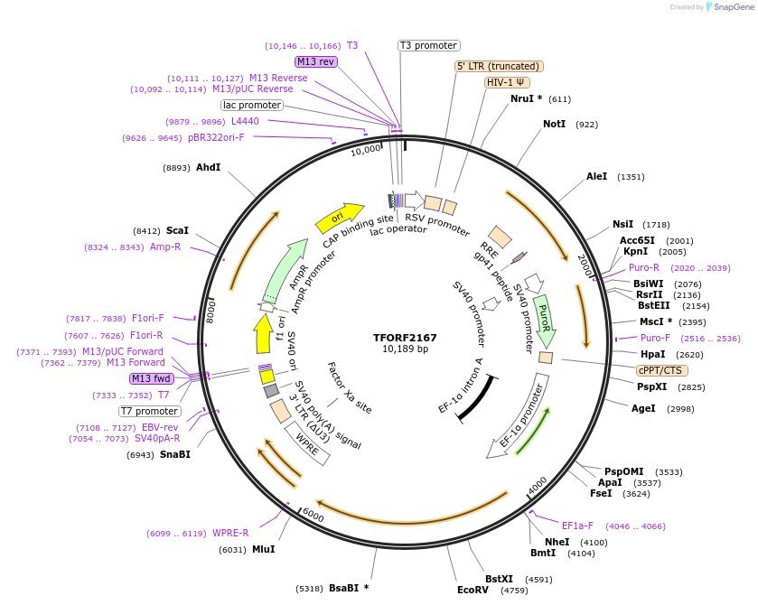 142180-plasmid-map-sequence-id-391450