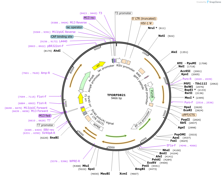 142229-plasmid-map-sequence-id-391453