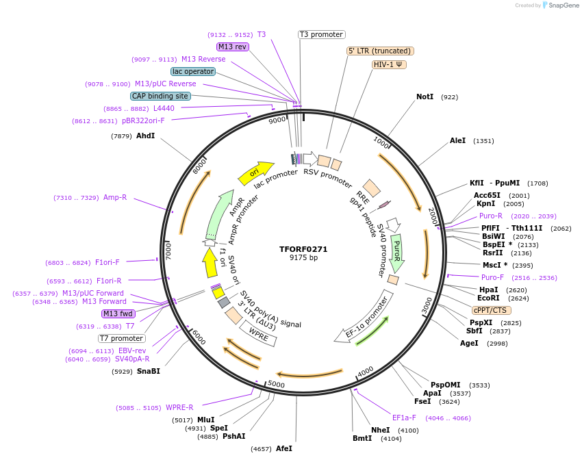 142505-plasmid-map-sequence-id-391463