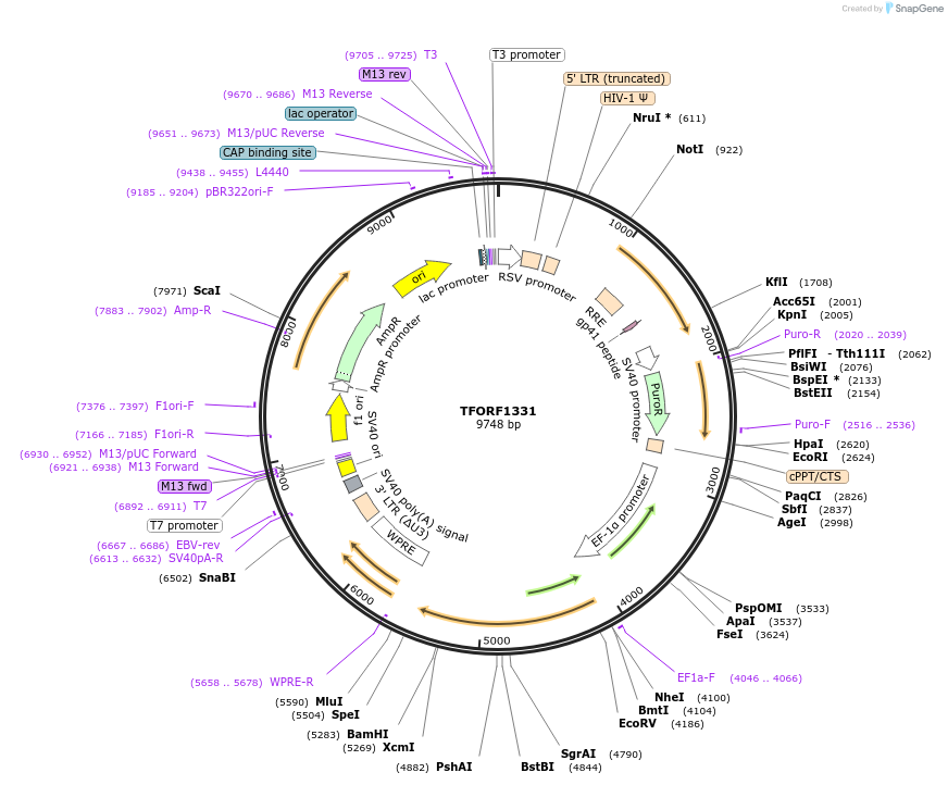142785-plasmid-map-sequence-id-391467