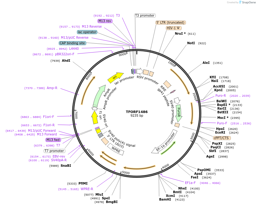 142803-plasmid-map-sequence-id-391469