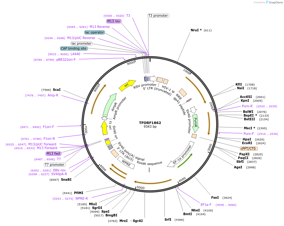 142877-plasmid-map-sequence-id-391473