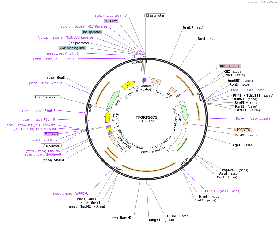 144191-plasmid-map-sequence-id-391478