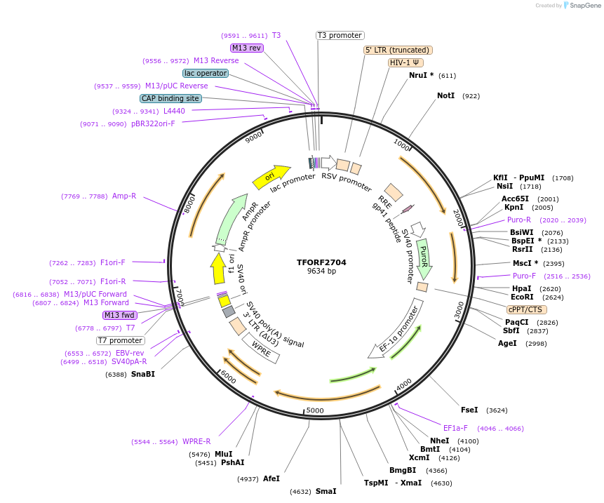 144216-plasmid-map-sequence-id-391479