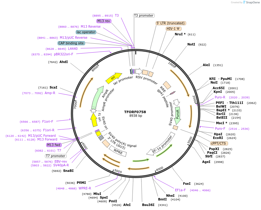141686-plasmid-map-sequence-id-391484