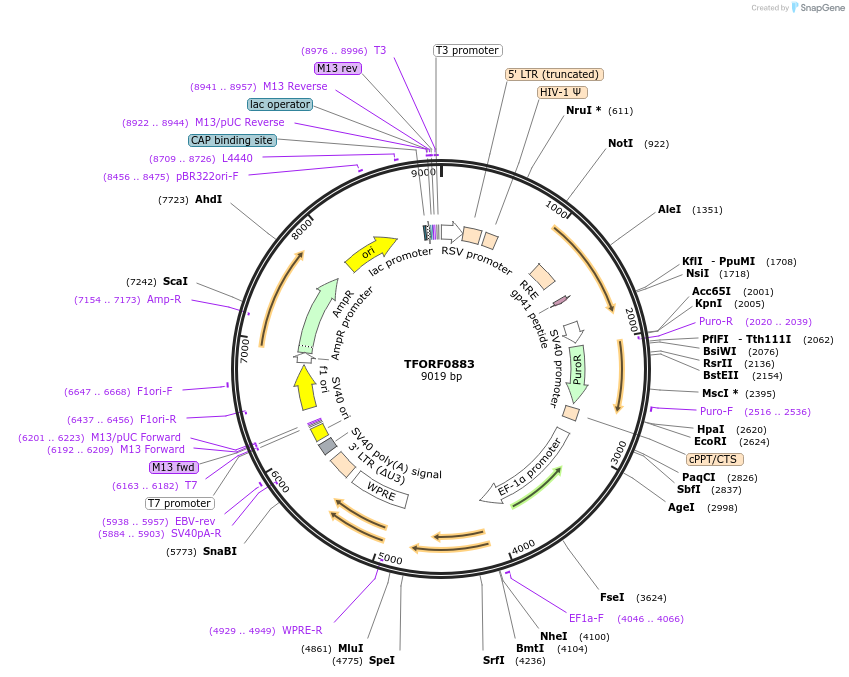 141749-plasmid-map-sequence-id-391492