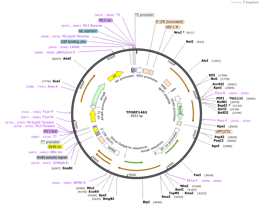 143119-plasmid-map-sequence-id-391498