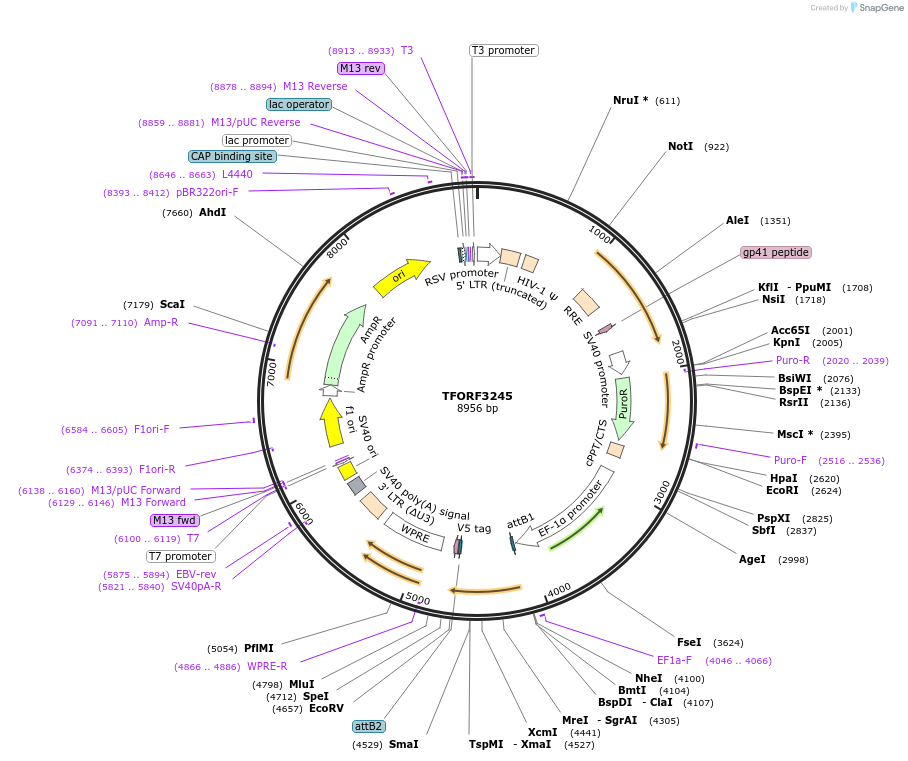 144721-plasmid-map-sequence-id-391506