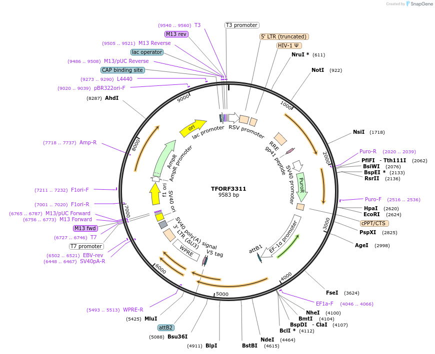 144787-plasmid-map-sequence-id-391511