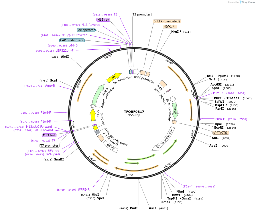 143077-plasmid-map-sequence-id-391516