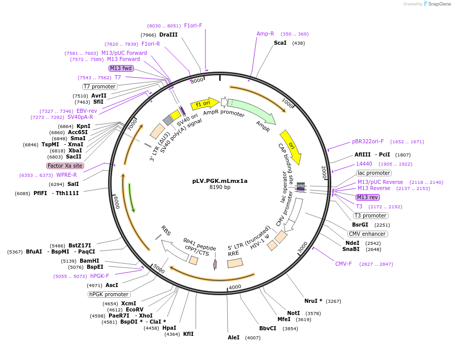 33013-plasmid-map-sequence-id-39152