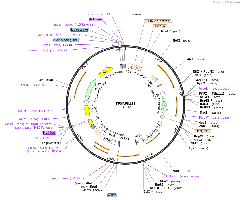 144594-plasmid-map-sequence-id-391520