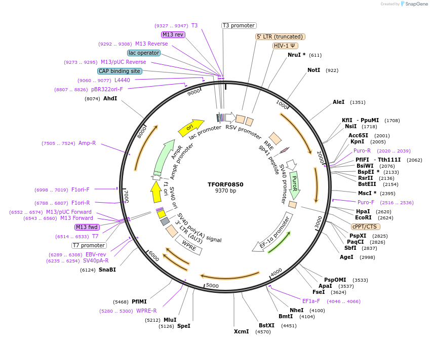 142218-plasmid-map-sequence-id-391522