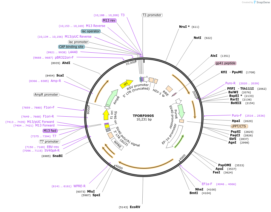 141754-plasmid-map-sequence-id-391528