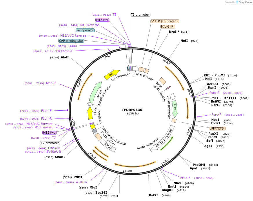 141638-plasmid-map-sequence-id-391537