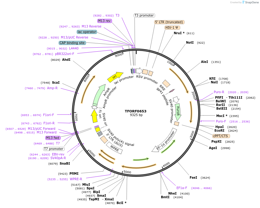 141651-plasmid-map-sequence-id-391540
