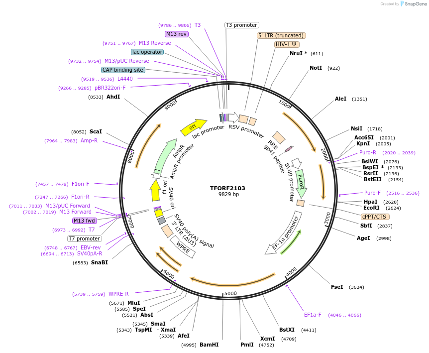 141924-plasmid-map-sequence-id-391549
