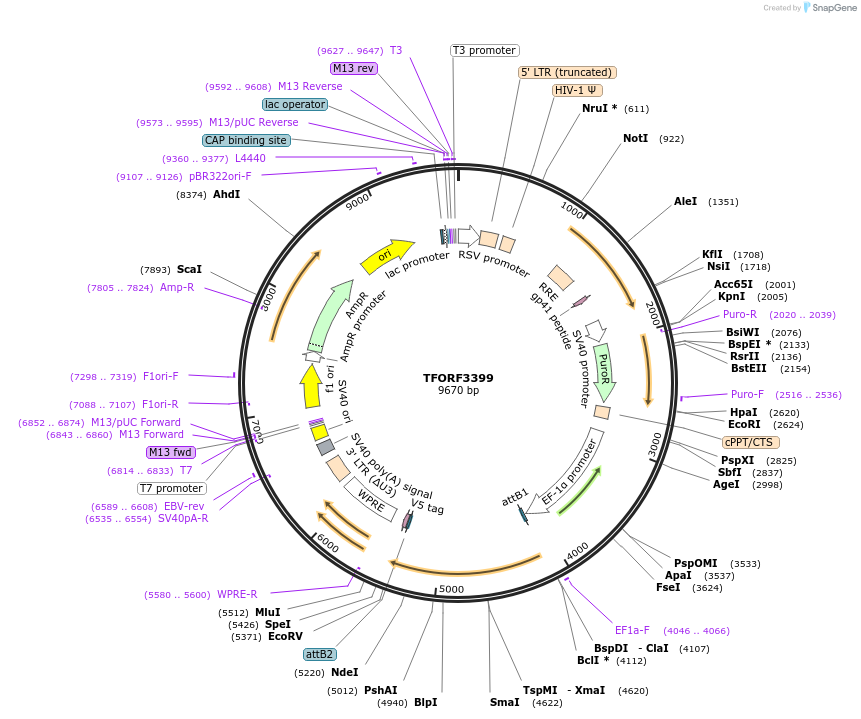144875-plasmid-map-sequence-id-391559