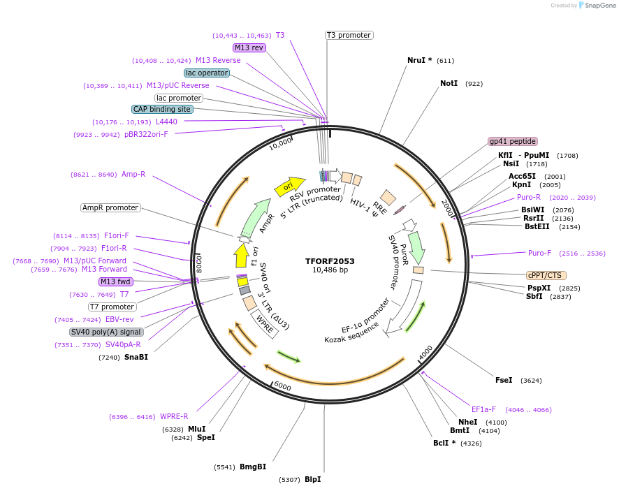142912-plasmid-map-sequence-id-391564