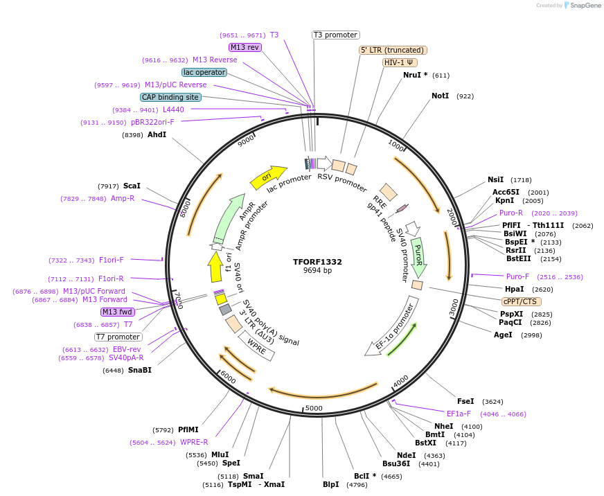 143790-plasmid-map-sequence-id-391571